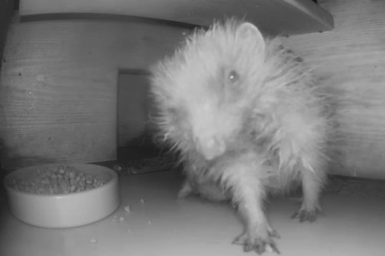 Draenog yn yr ymborthwr