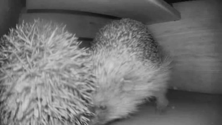 Mae'r draenogiaid yn dal i ddod